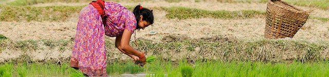 FEATURE: Scaling-up climate smart agriculture in Nepal